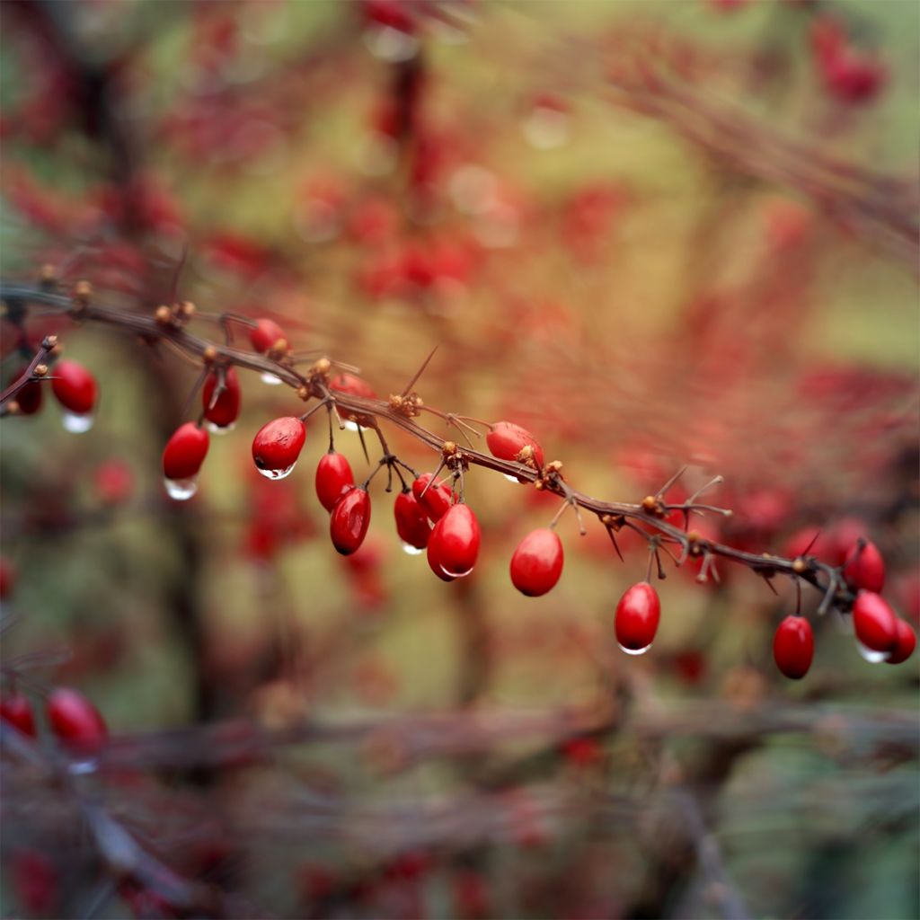 Berberis thunbergii Orange Ice - Crespino giapponese