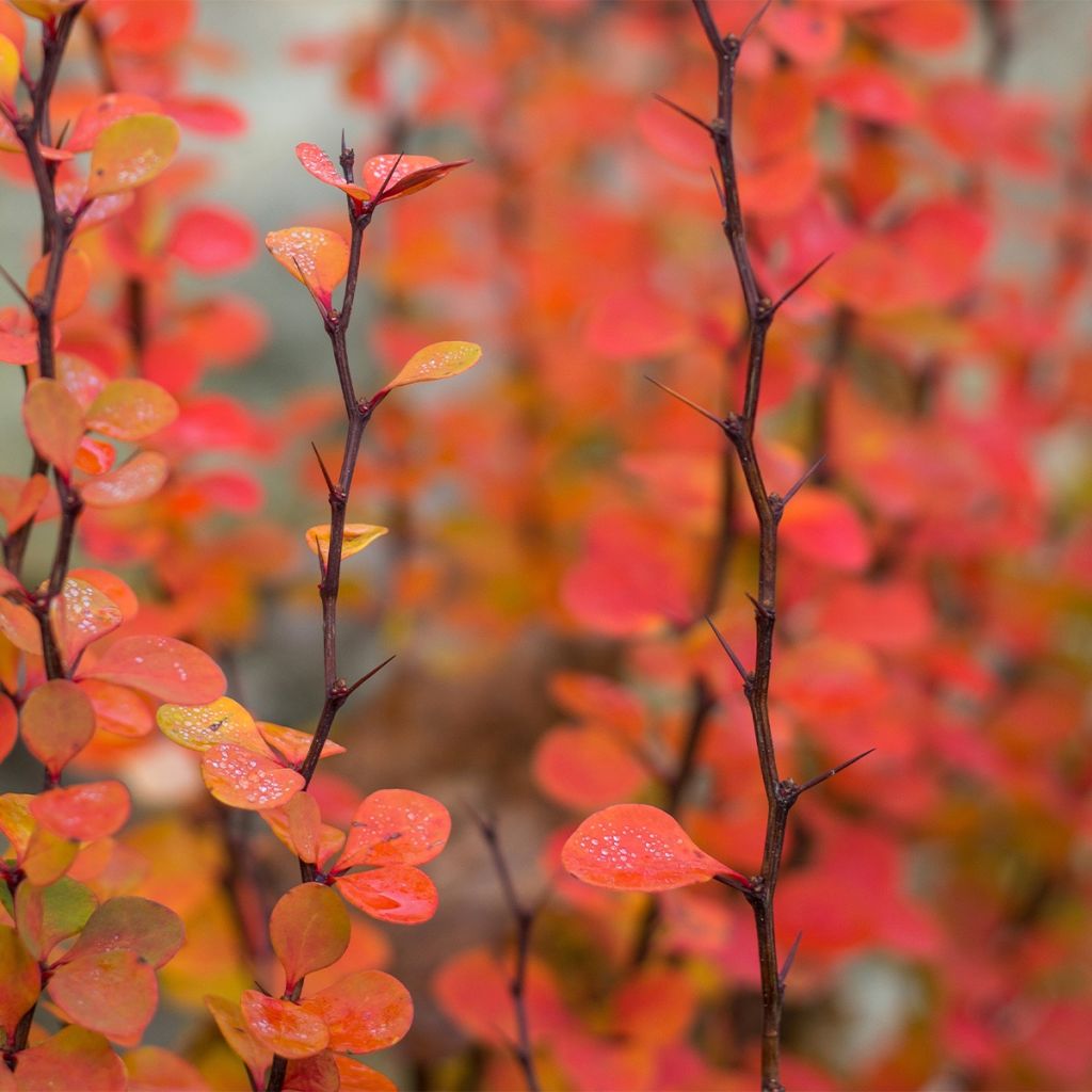 Berberis thunbergii Orange Ice - Crespino giapponese