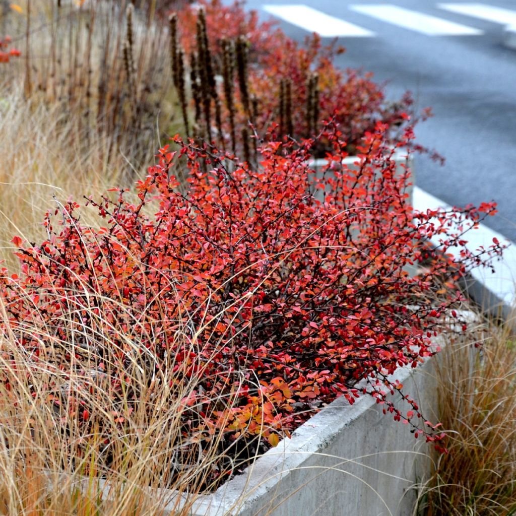 Berberis thunbergii Orange Ice - Crespino giapponese