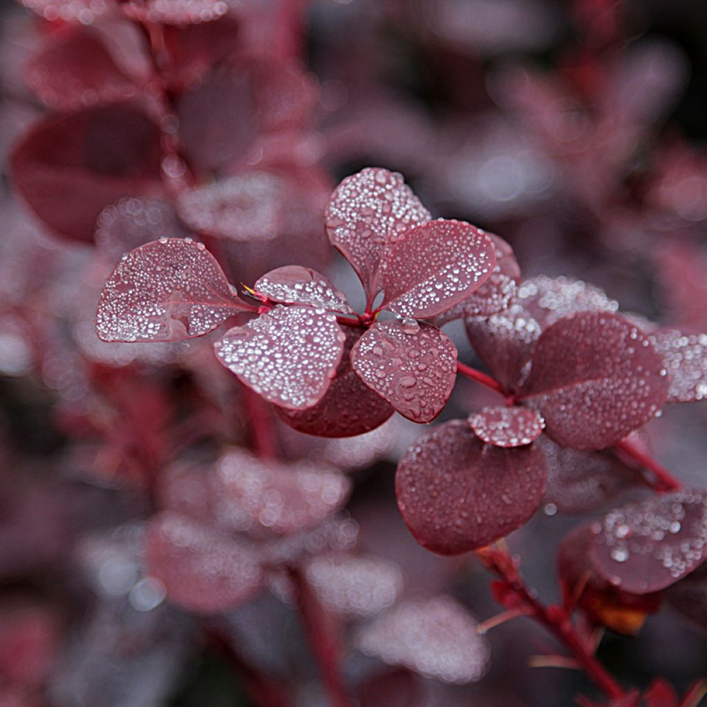 Berberis thunbergii Bagatelle - Crespino giapponese