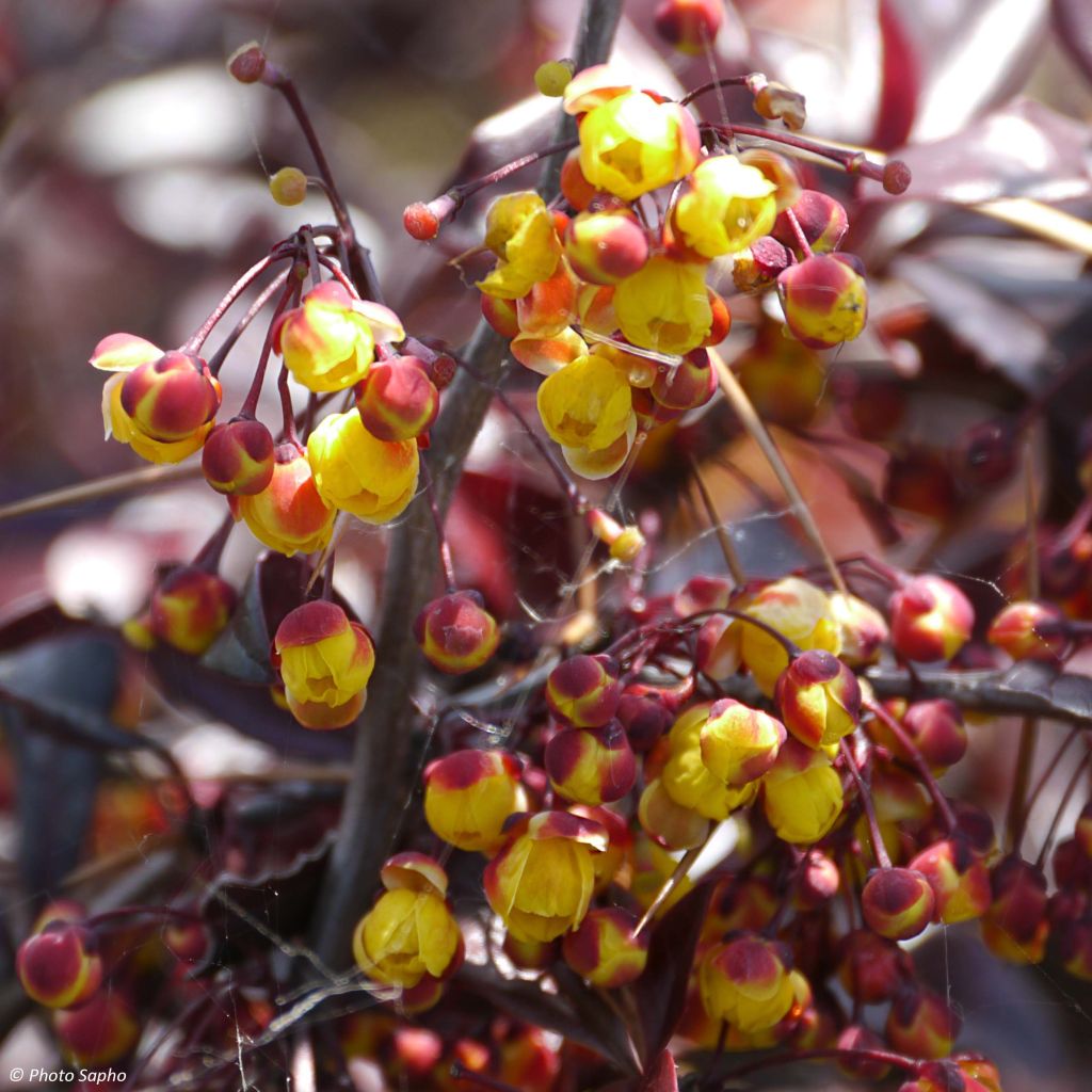 Berberis thunbergii Thunderbolt - Crespino giapponese