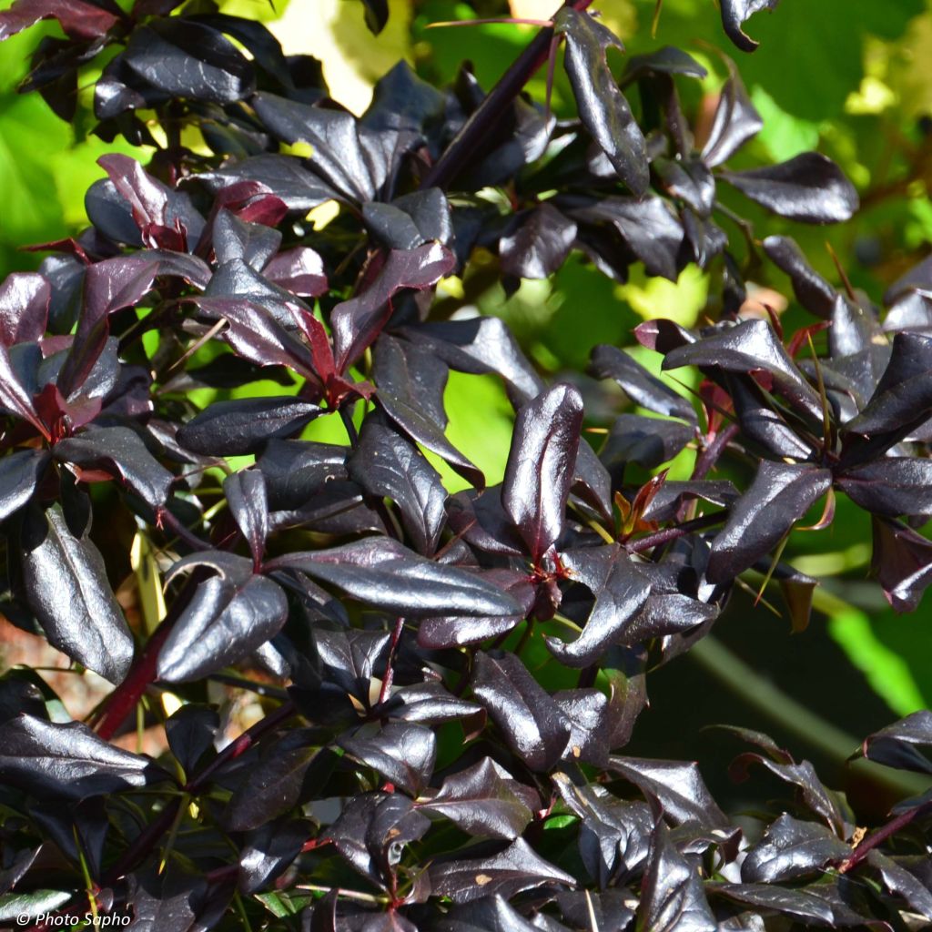 Berberis thunbergii Thunderbolt - Crespino giapponese