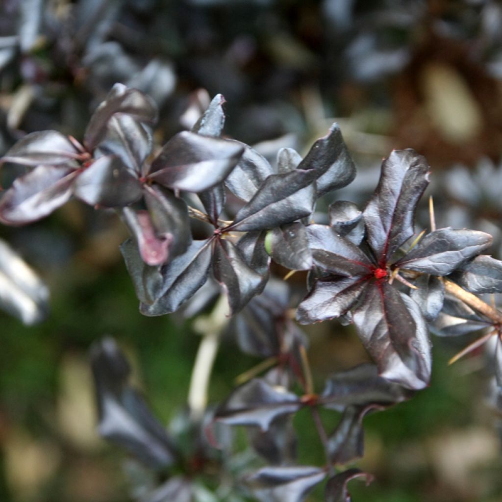 Berberis thunbergii Thunderbolt - Crespino giapponese