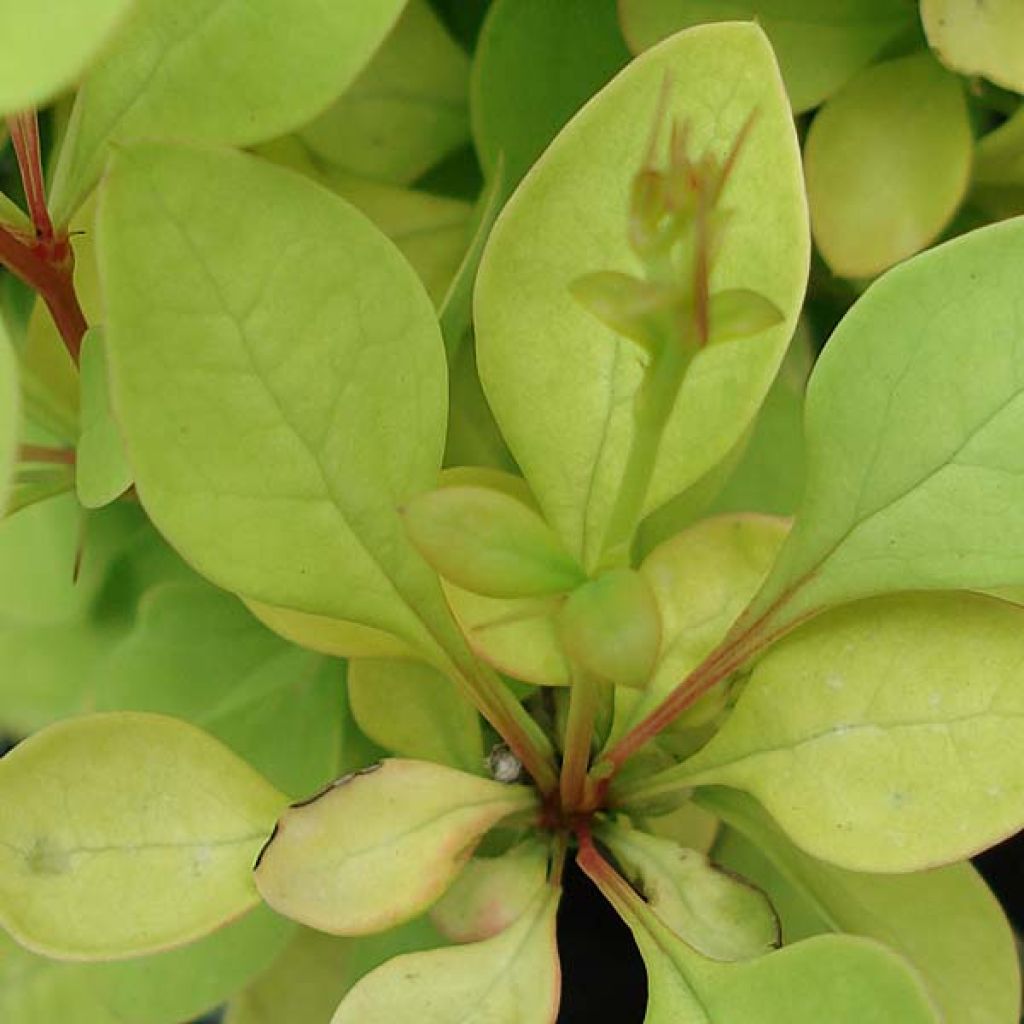 Berberis thunbergii Tiny Gold - Crespino giapponese