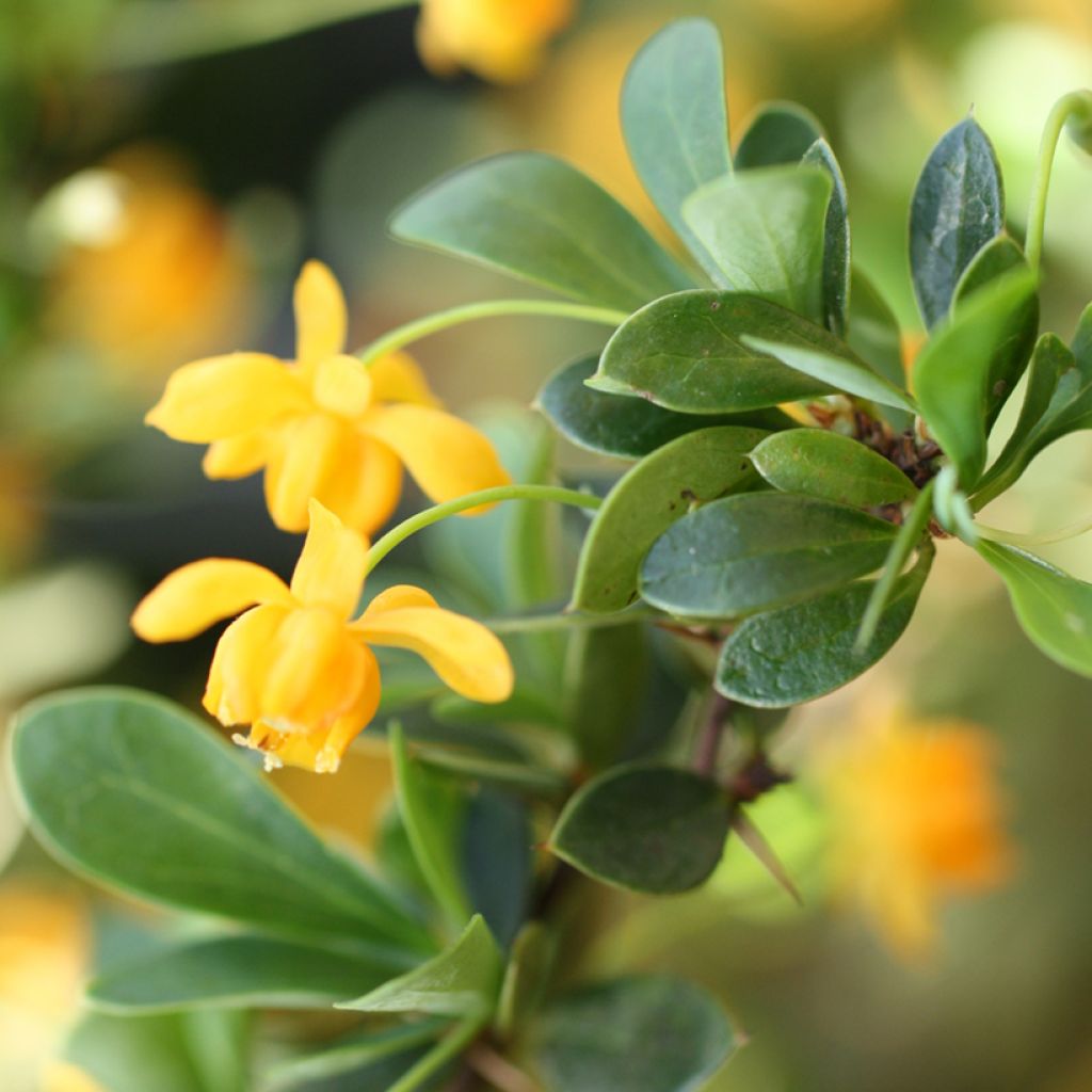 Berberis buxifolia Nana - Calafate