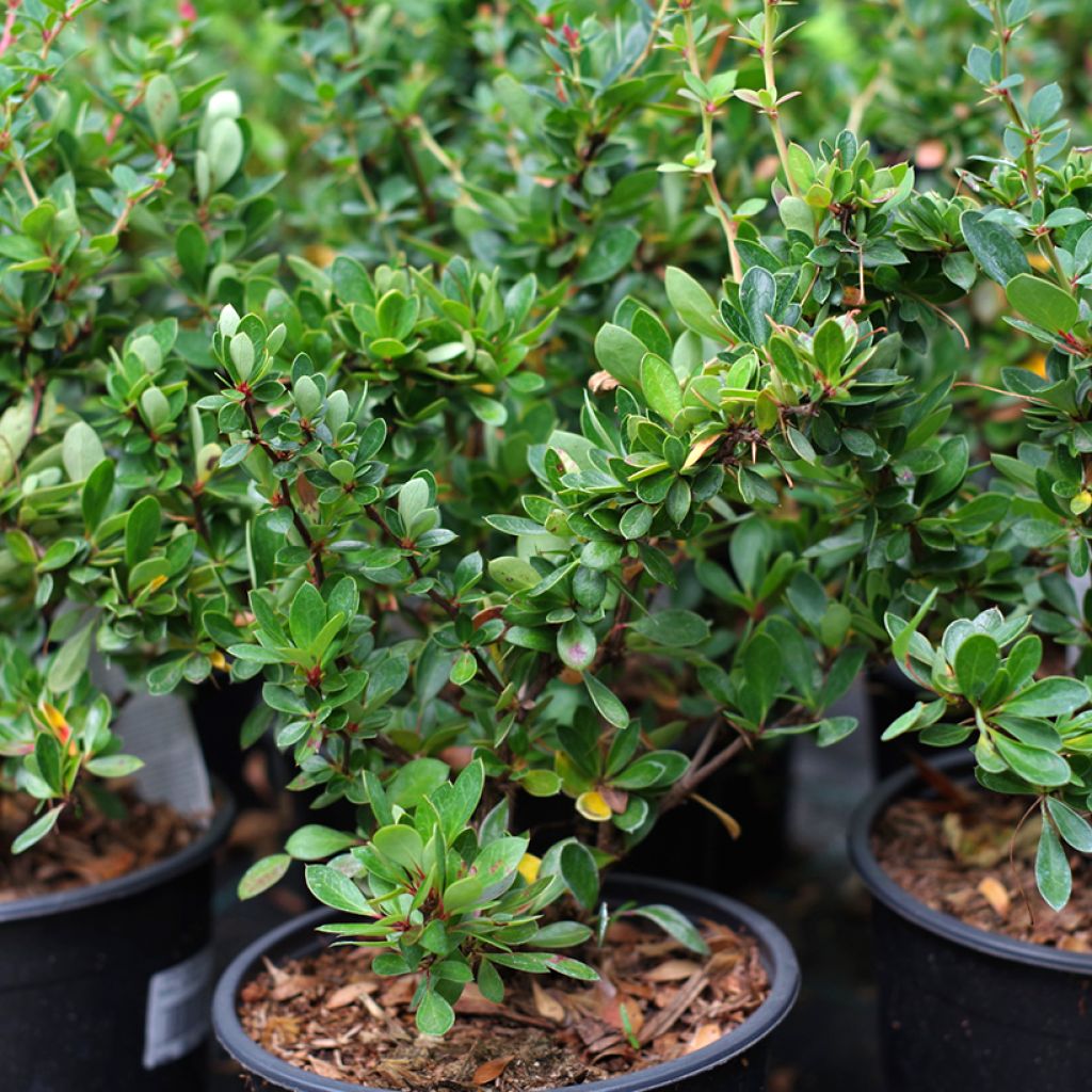 Berberis buxifolia Nana - Calafate