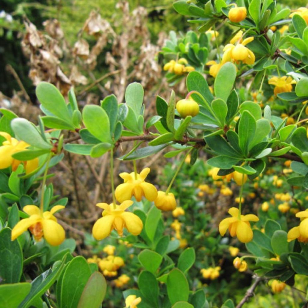 Berberis buxifolia Nana - Calafate