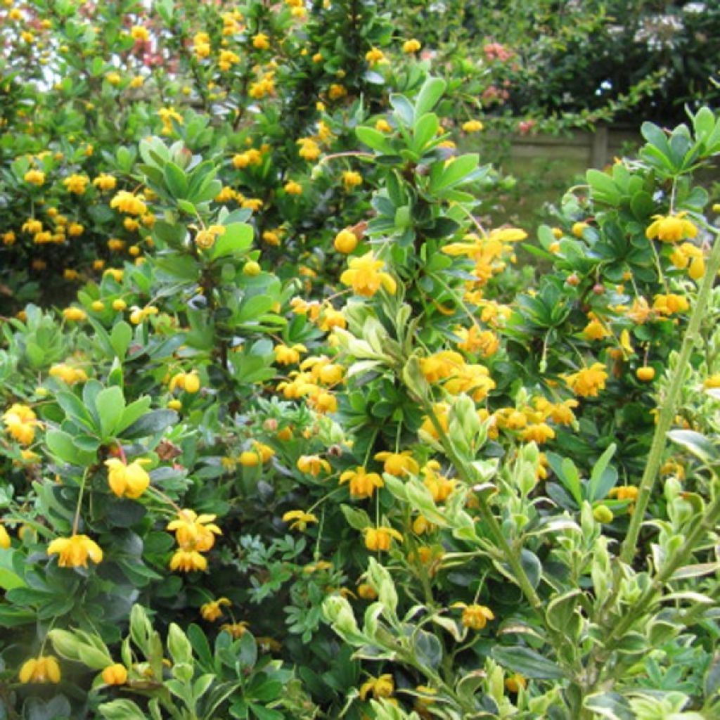 Berberis buxifolia Nana - Calafate