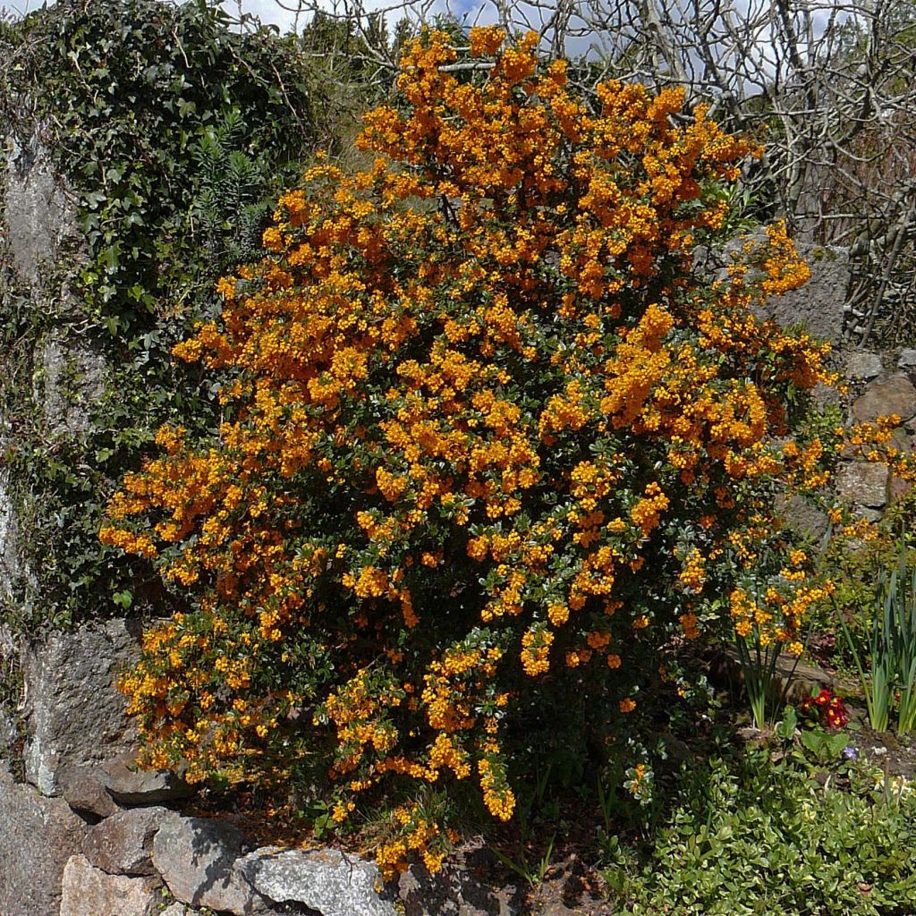 Berberis darwinii - Crespino di Darwin