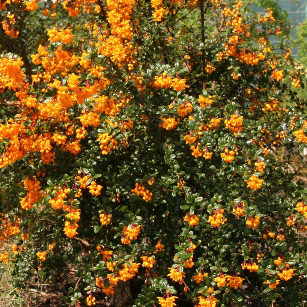 Berberis darwinii - Crespino di Darwin