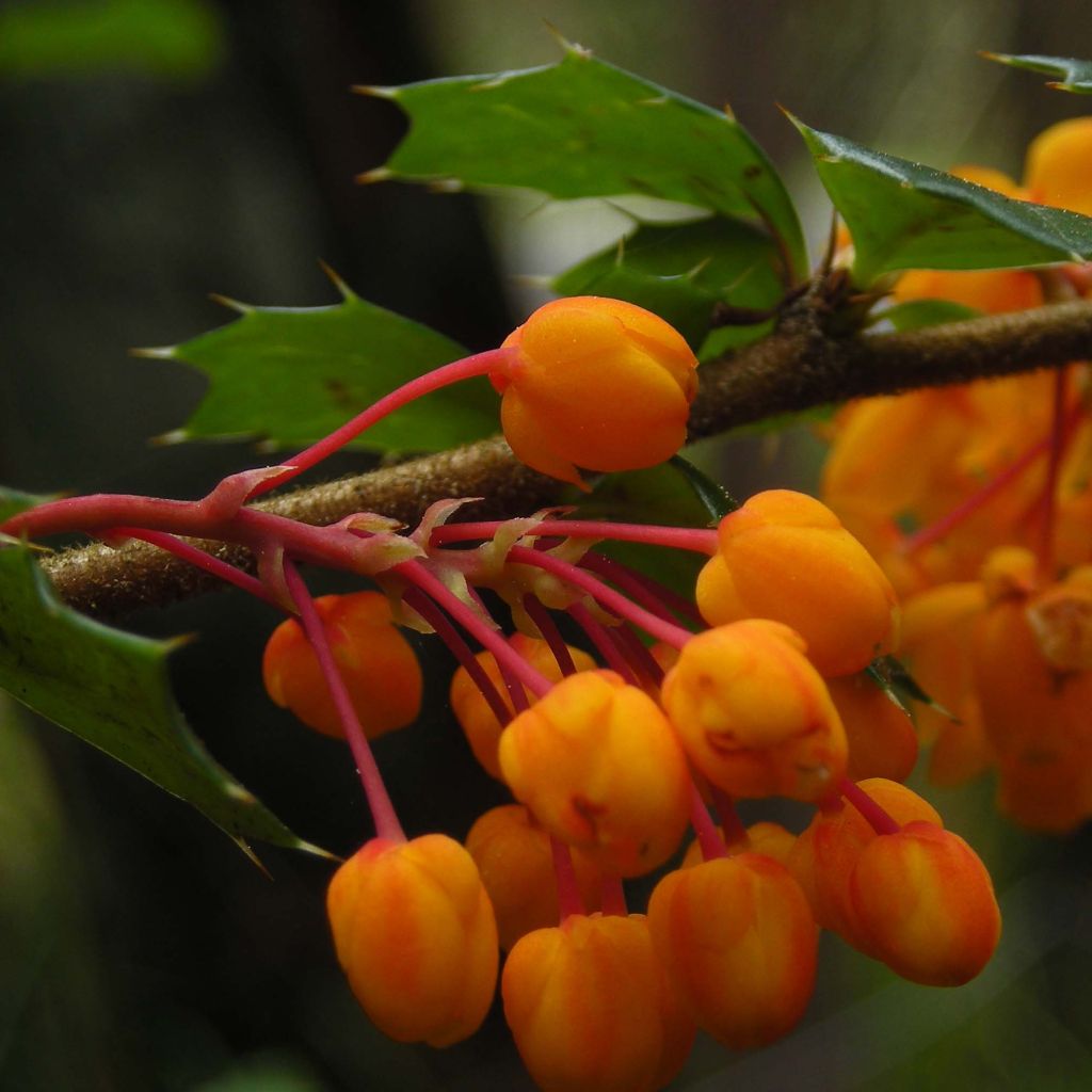 Berberis darwinii - Crespino di Darwin