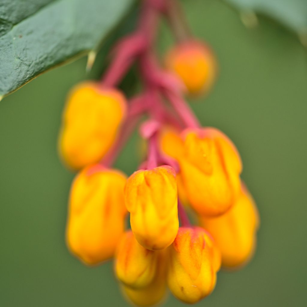 Berberis darwinii Compacta - Crespino di Darwin