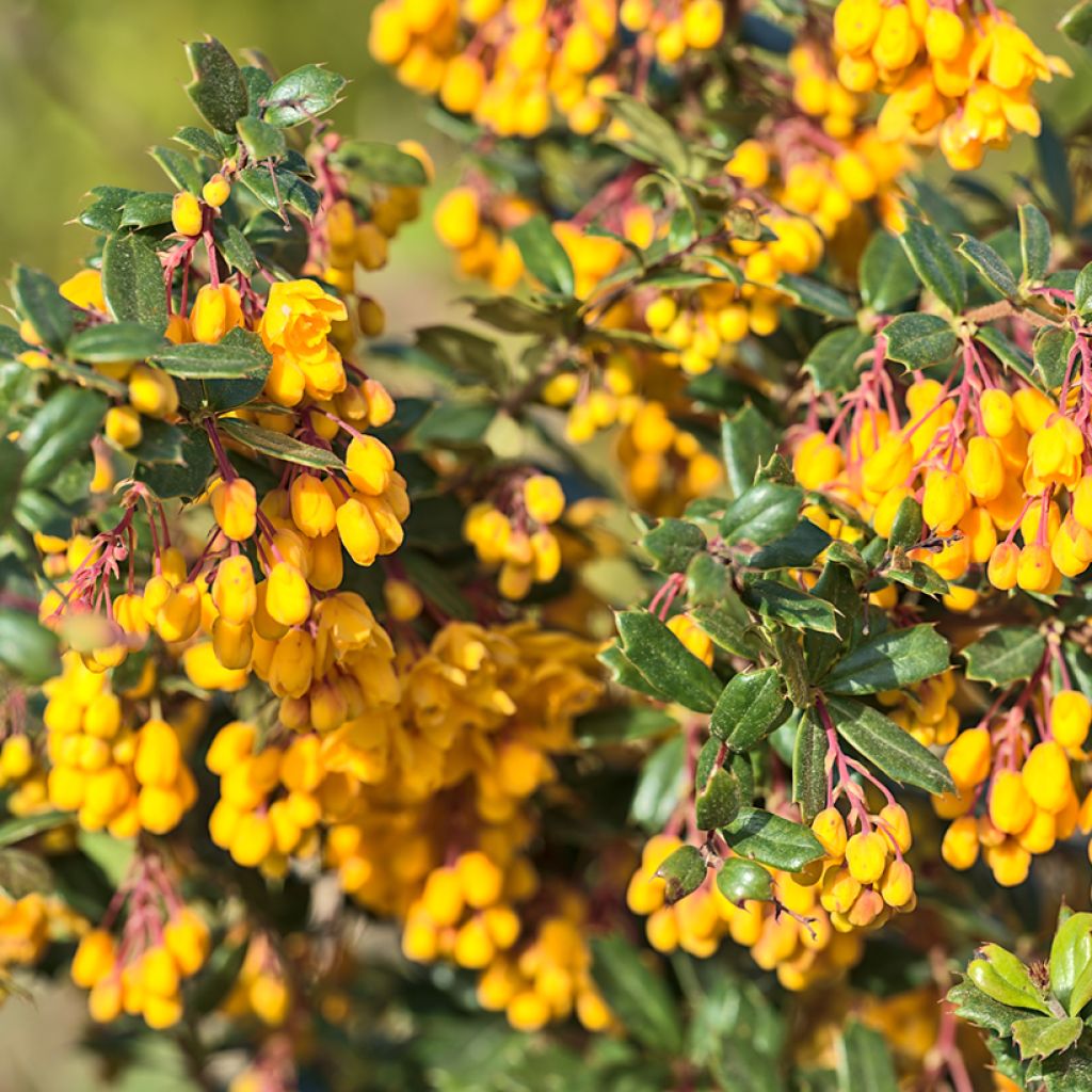 Berberis darwinii Compacta - Crespino di Darwin