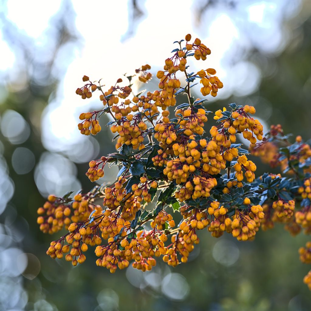 Berberis darwinii Compacta - Crespino di Darwin