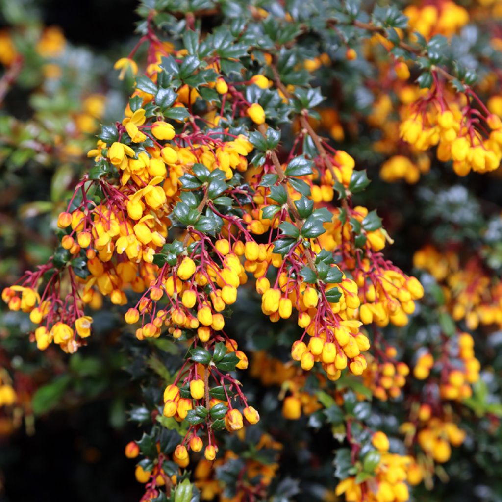 Berberis darwinii - Crespino di Darwin