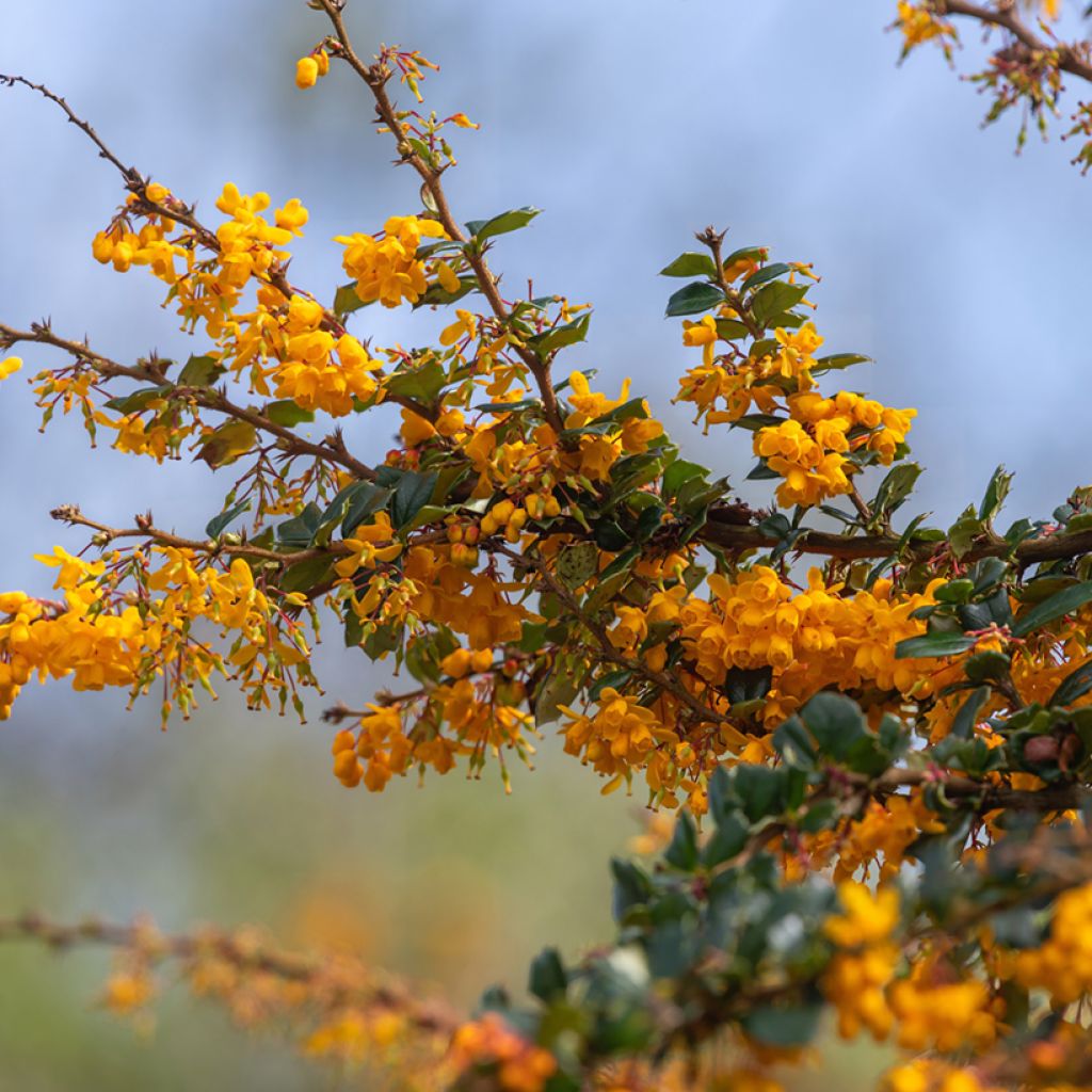 Berberis darwinii - Crespino di Darwin