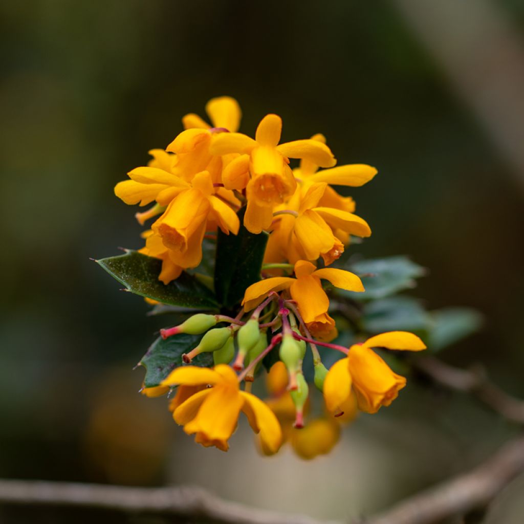 Berberis darwinii - Crespino di Darwin