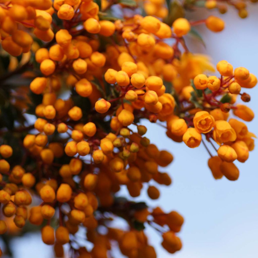 Berberis darwinii Compacta - Crespino di Darwin