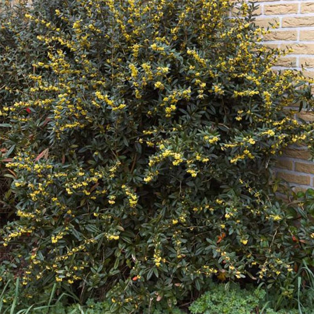 Berberis julianae - Crespino di Giuliana