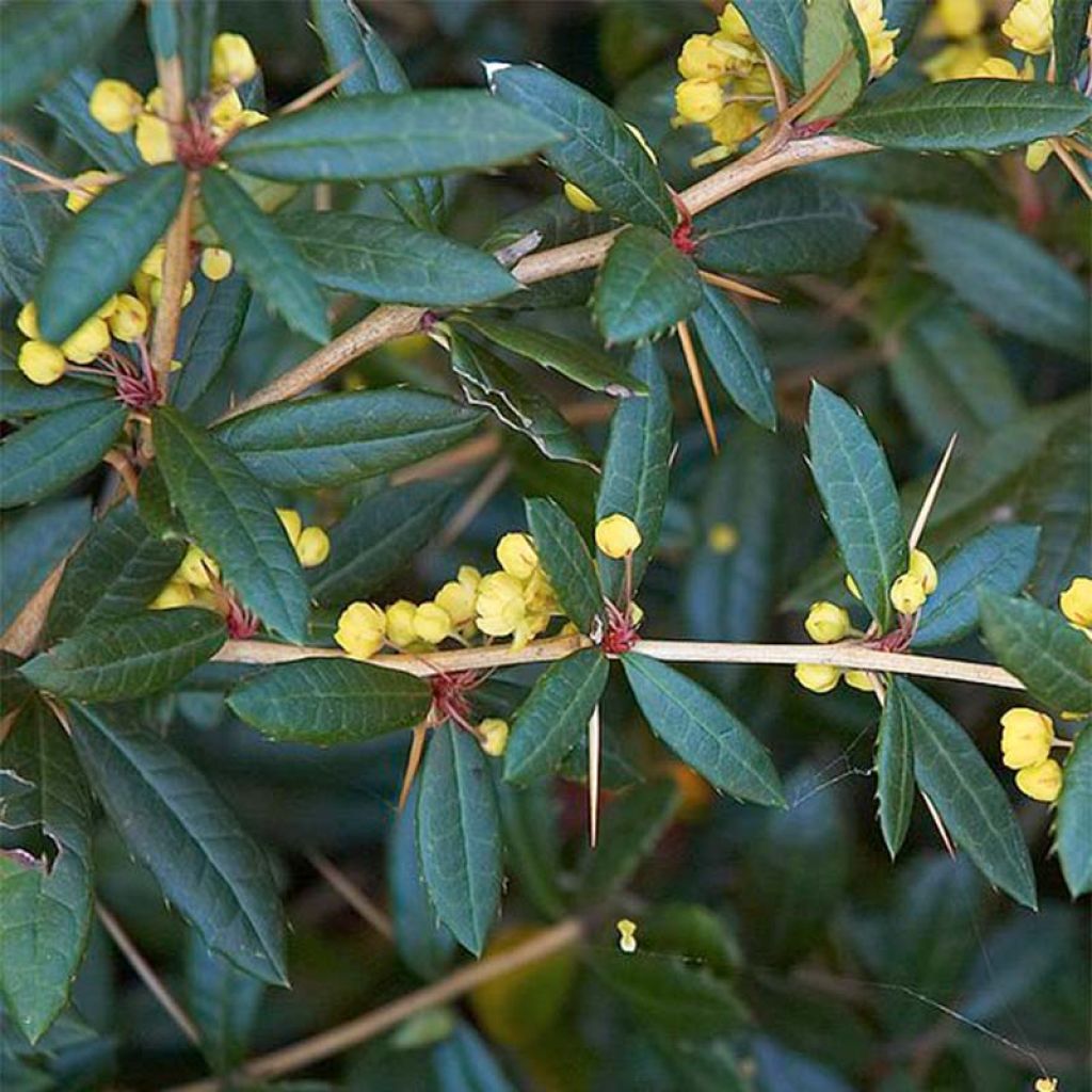 Berberis julianae - Crespino di Giuliana