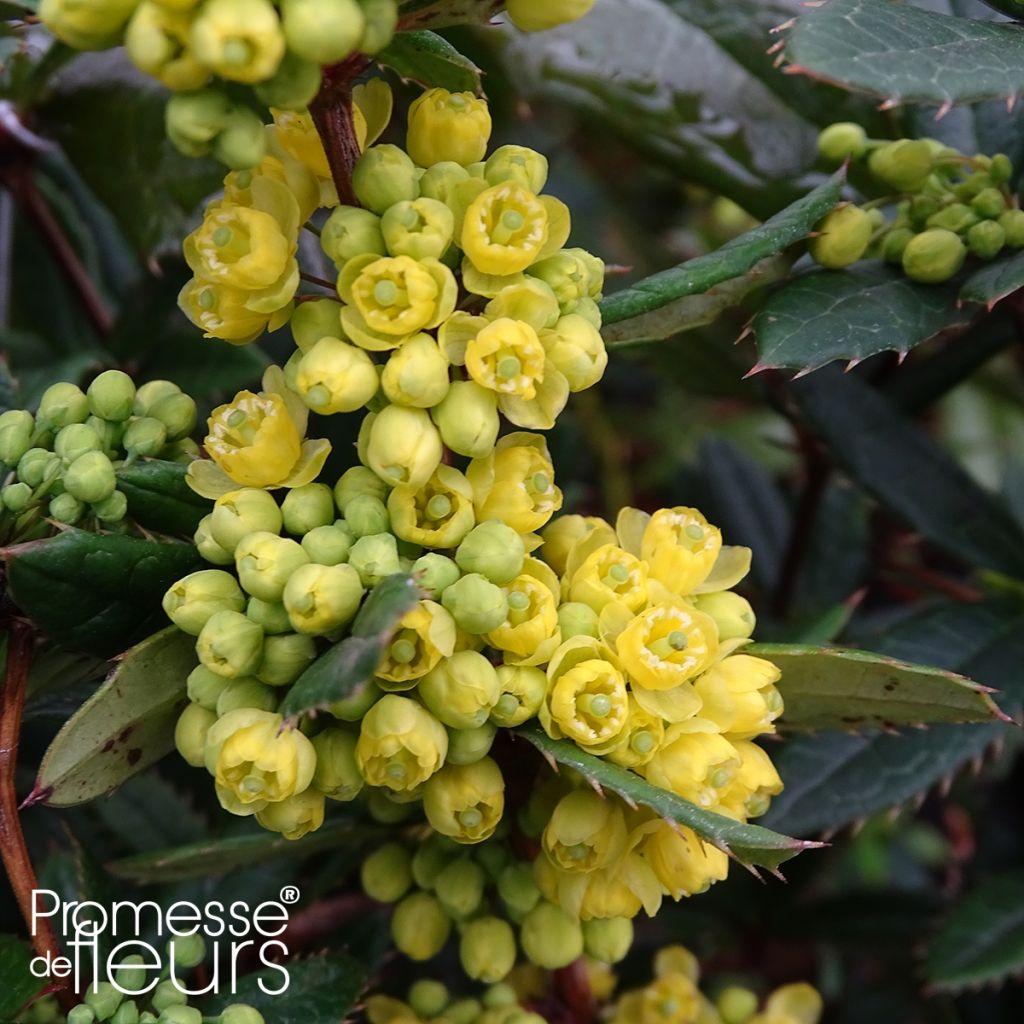 Berberis julianae - Crespino di Giuliana