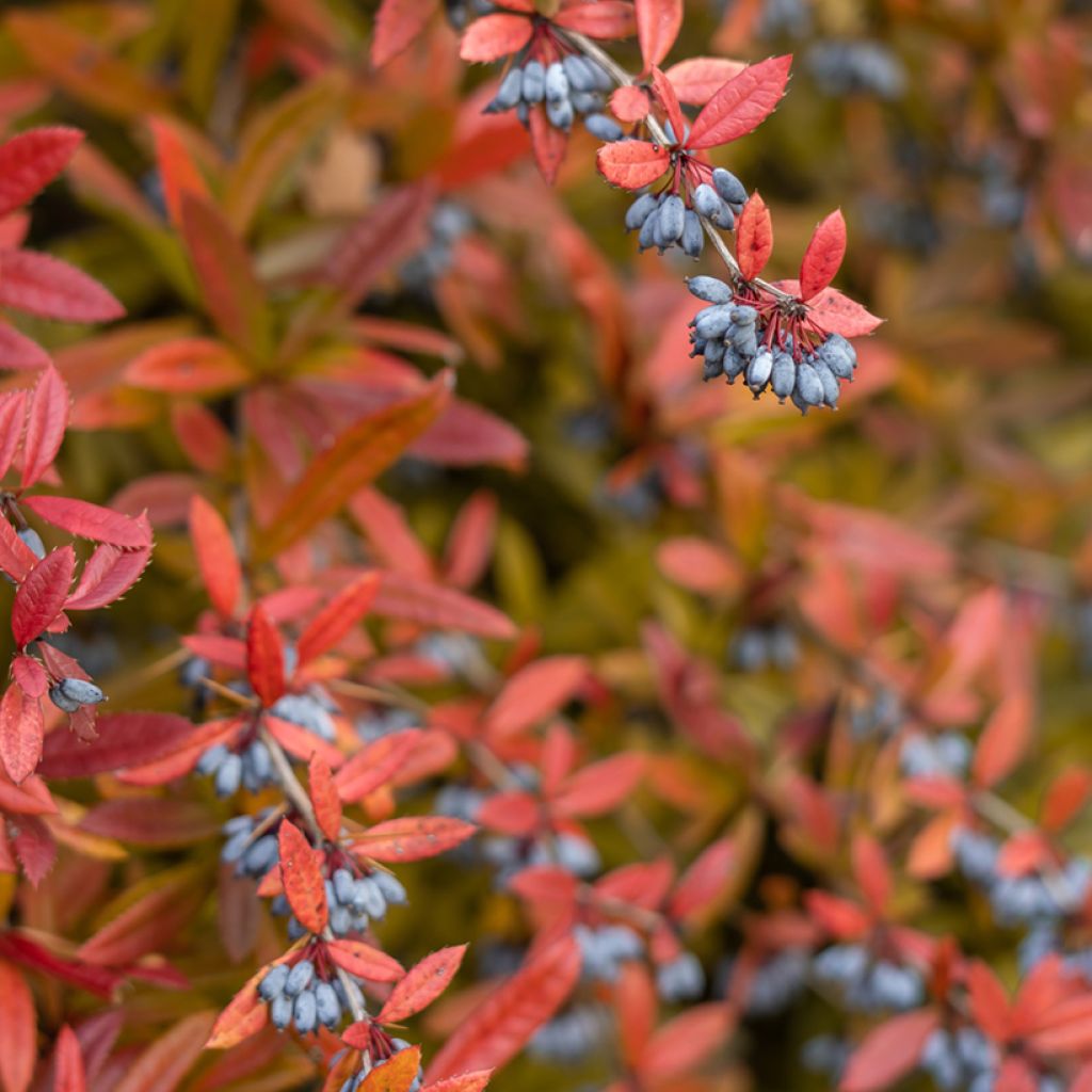 Berberis julianae - Crespino di Giuliana