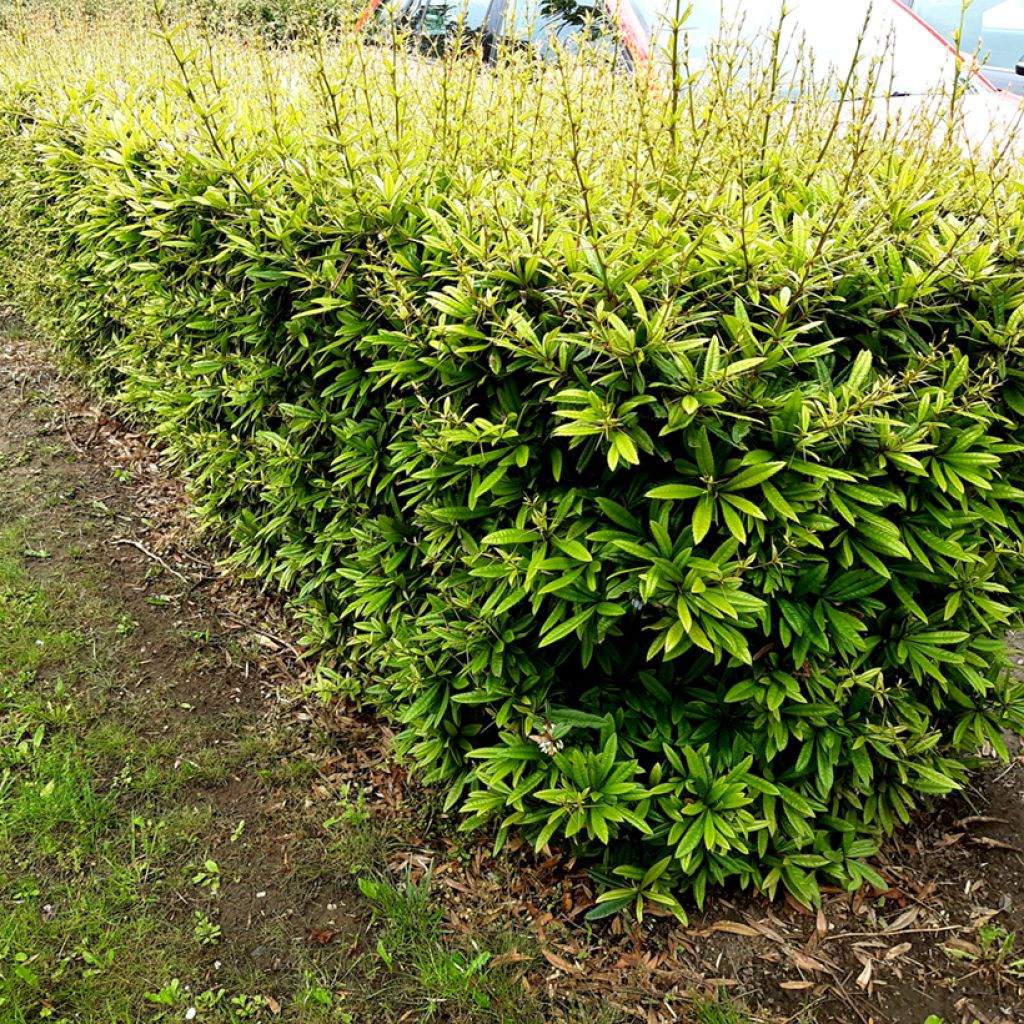 Berberis julianae - Crespino di Giuliana