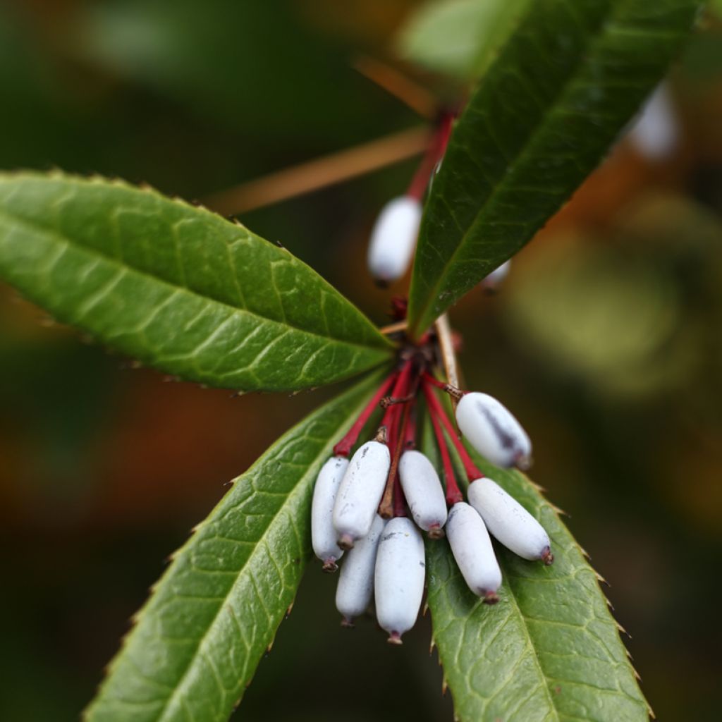 Berberis julianae - Crespino di Giuliana