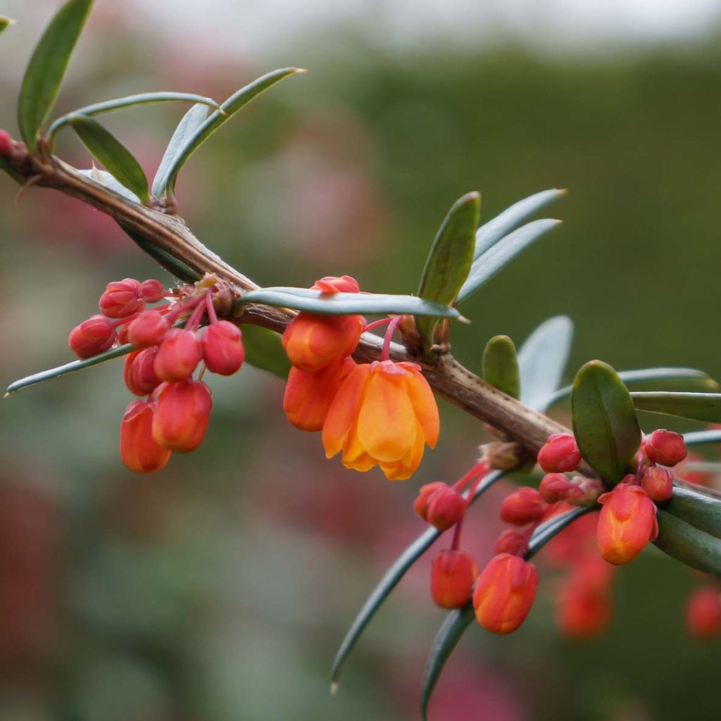 Berberis linearifolia Orange King - Crespino