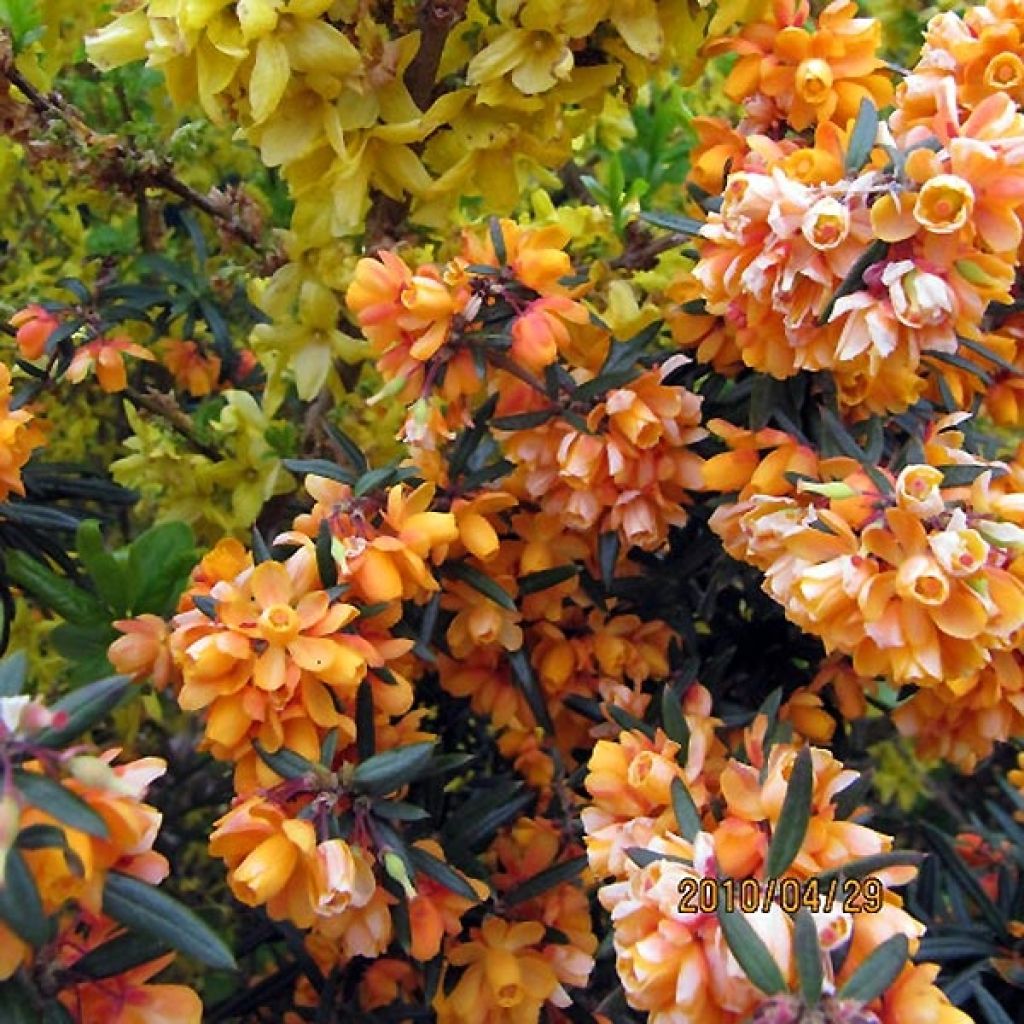 Berberis linearifolia Orange King - Crespino