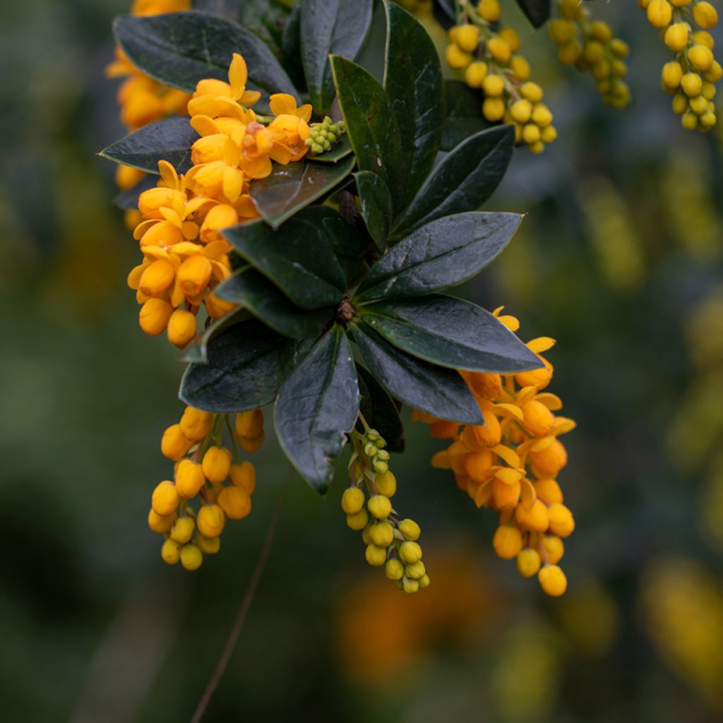 Berberis linearifolia Orange King - Crespino