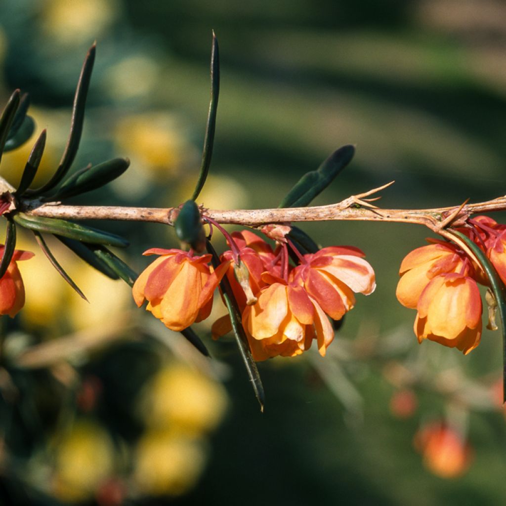 Berberis linearifolia Orange King - Crespino