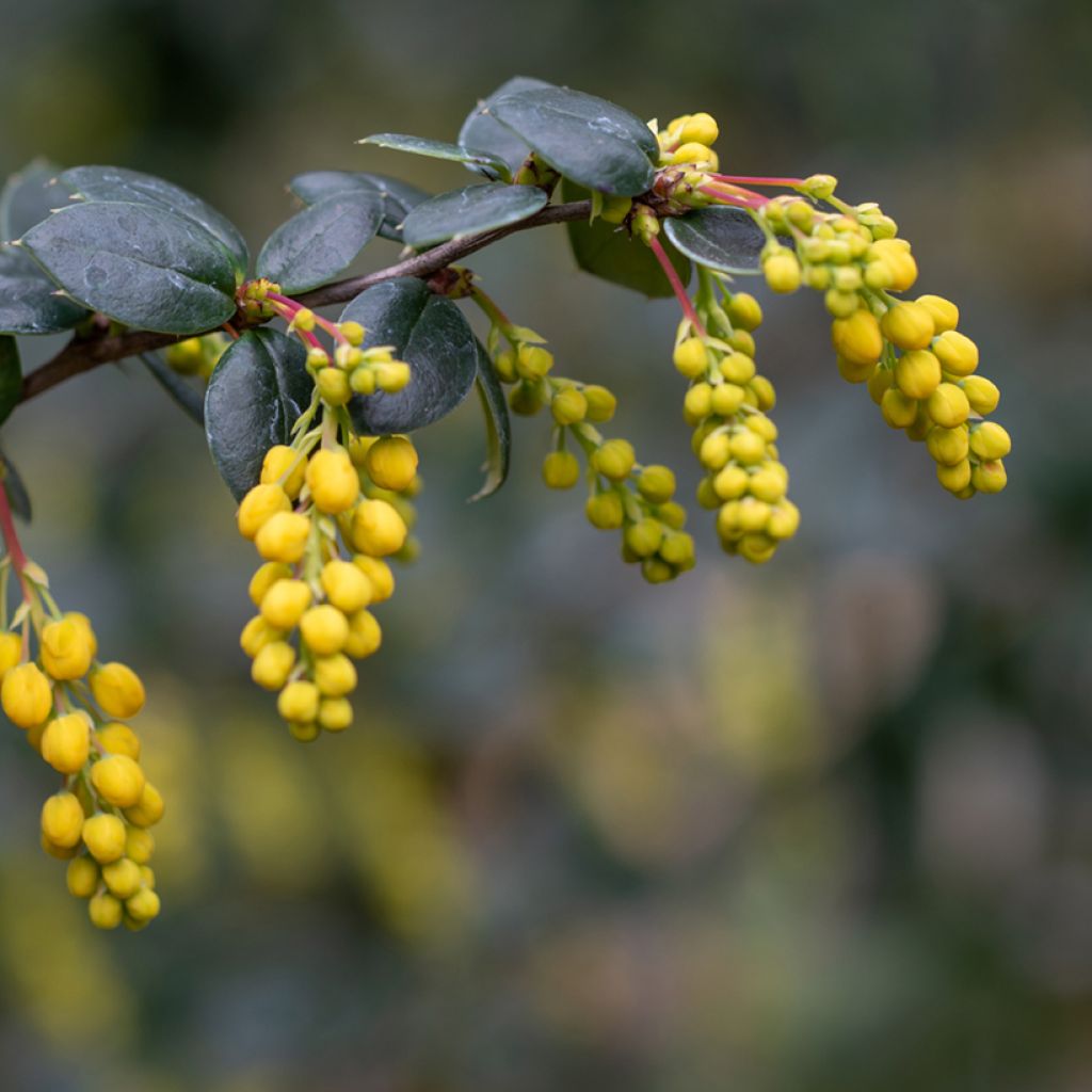 Berberis linearifolia Orange King - Crespino