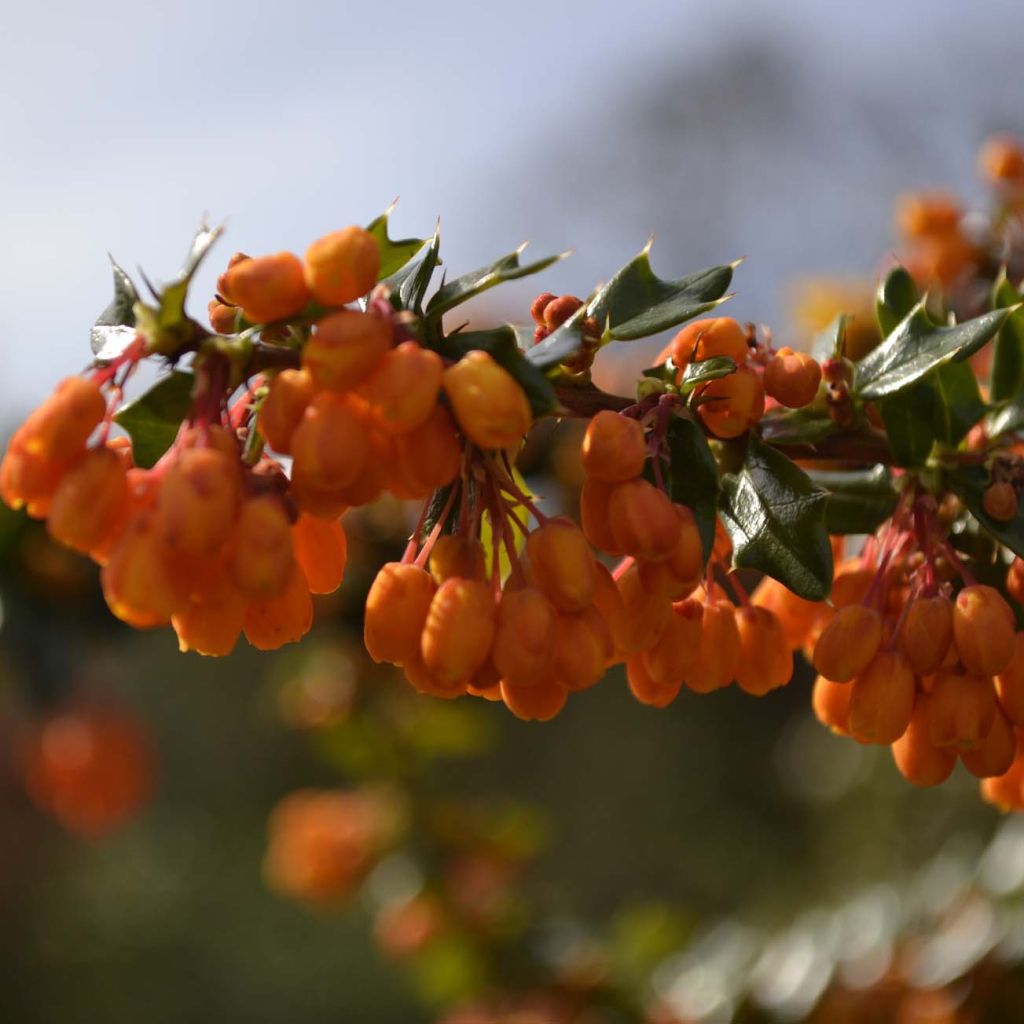 Berberis lologensis Apricot Queen - Crespino