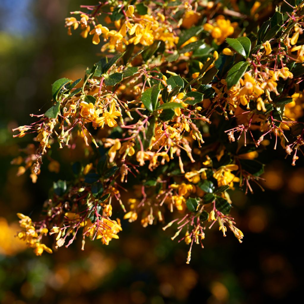 Berberis lologensis Apricot Queen - Crespino