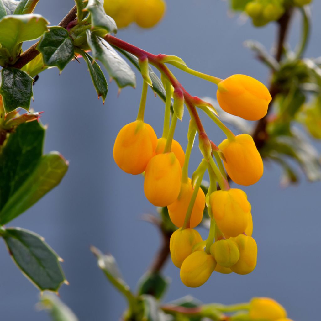 Berberis lologensis Apricot Queen - Crespino