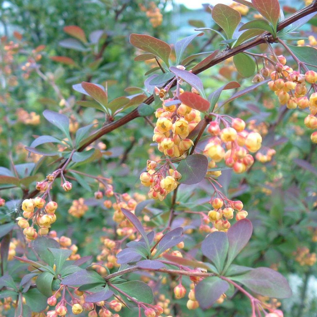 Berberis ottawensis Auricoma - Crespino