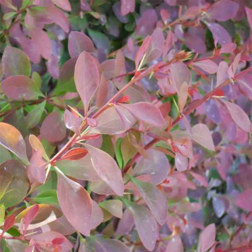 Berberis ottawensis Auricoma - Crespino