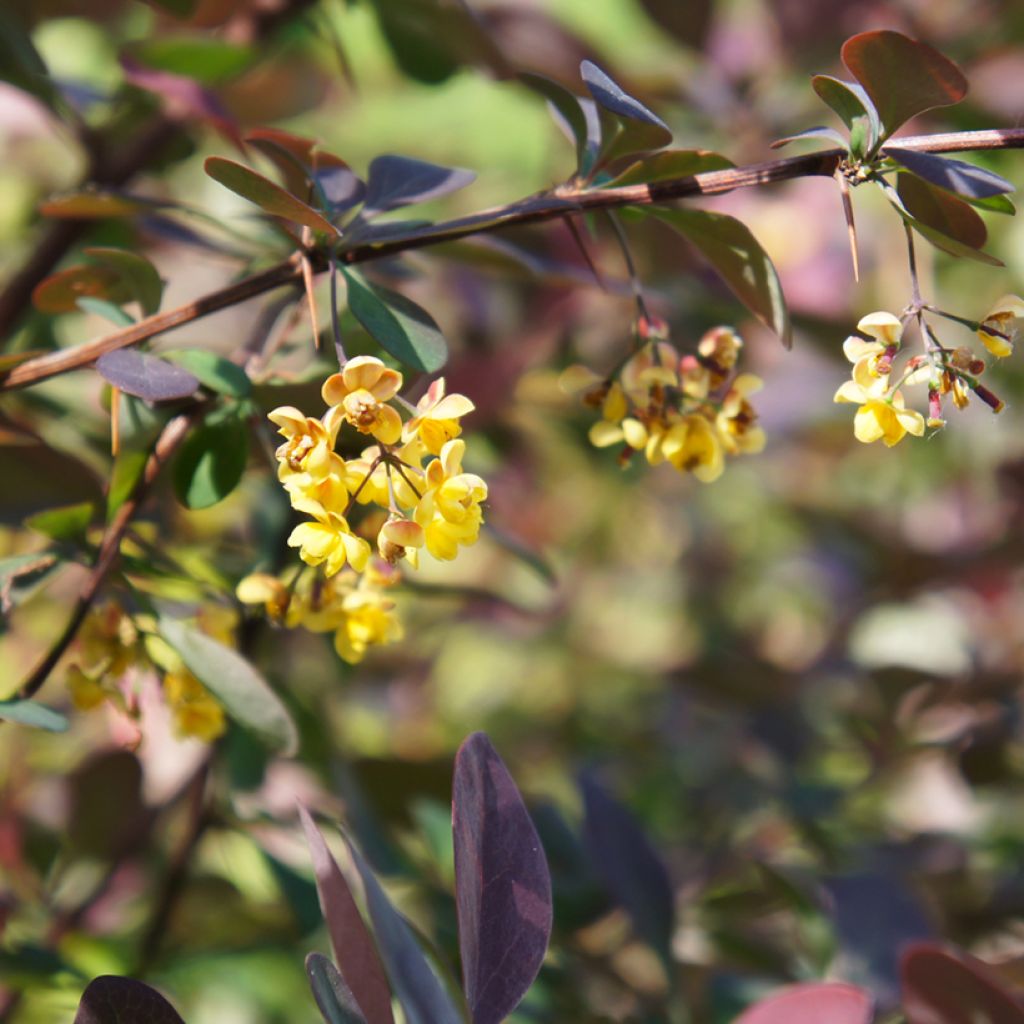 Berberis ottawensis Auricoma - Crespino