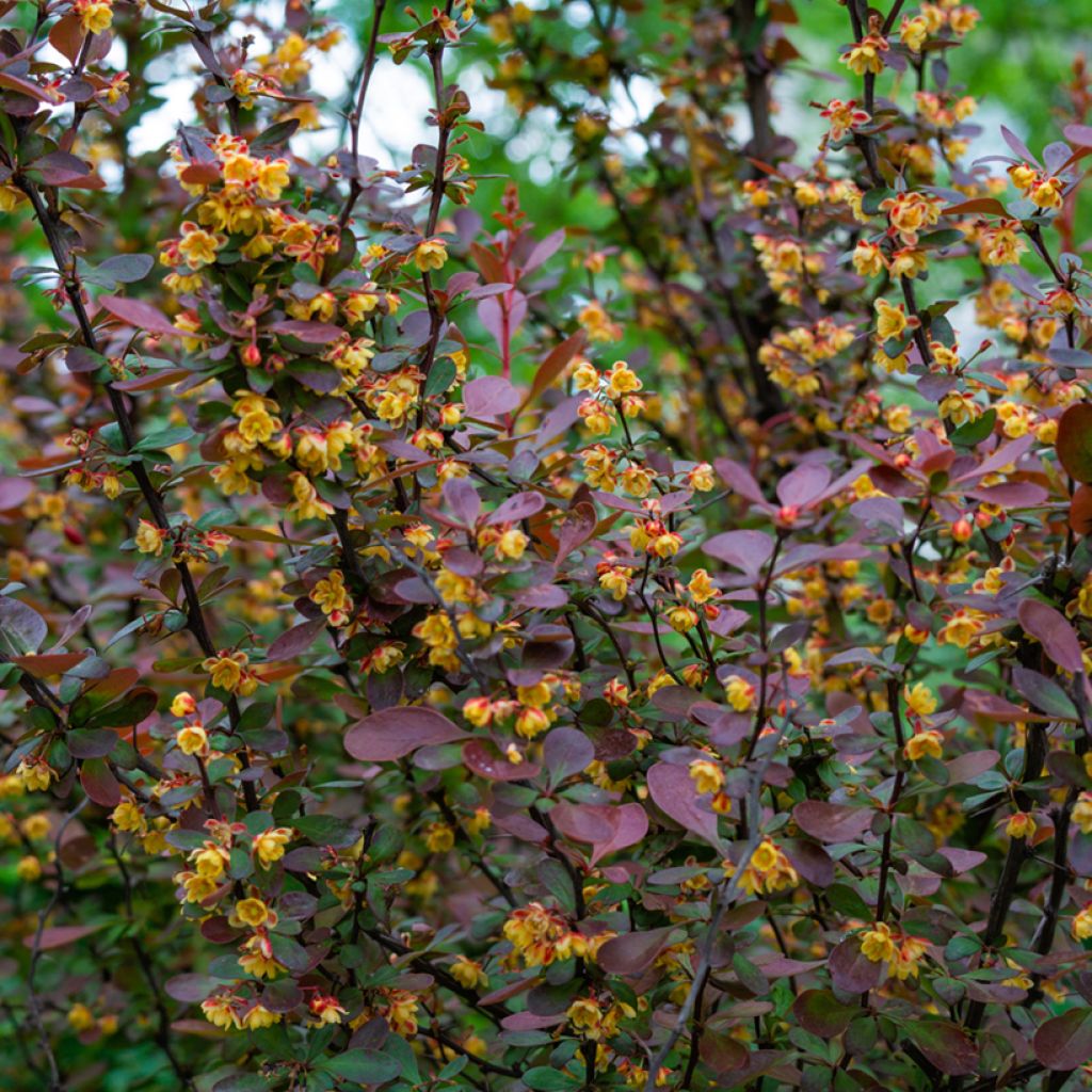 Berberis ottawensis Auricoma - Crespino