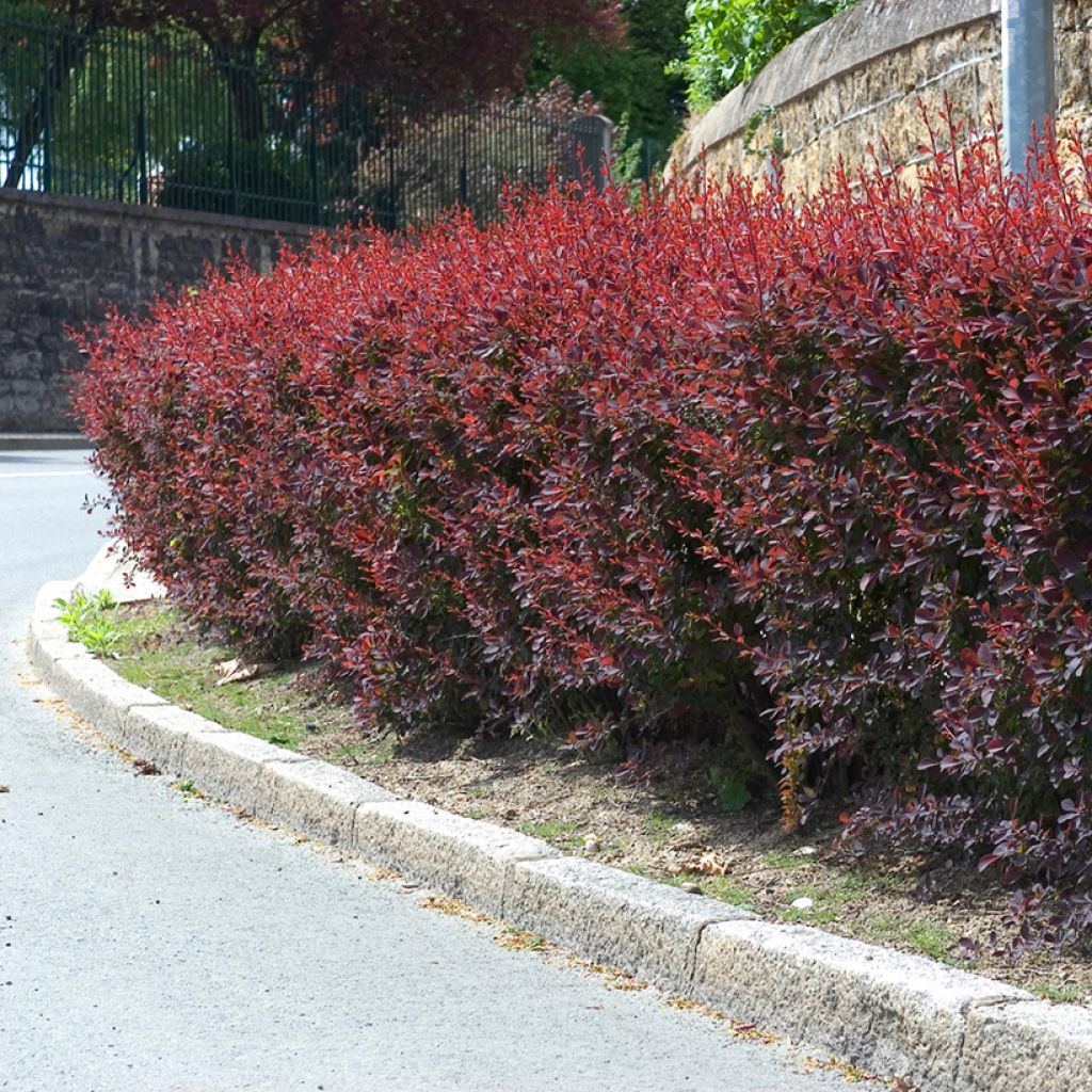 Berberis ottawensis Auricoma - Crespino