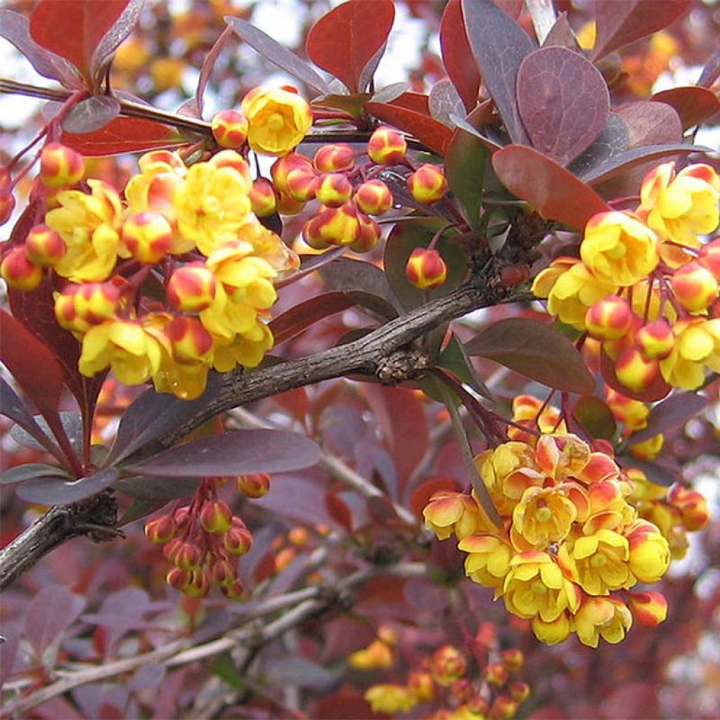 Berberis ottawensis Superba - Crespino