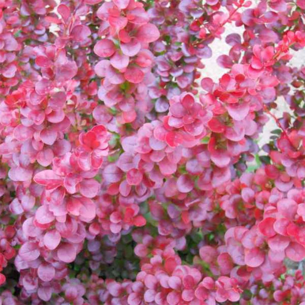 Berberis ottawensis Superba - Crespino