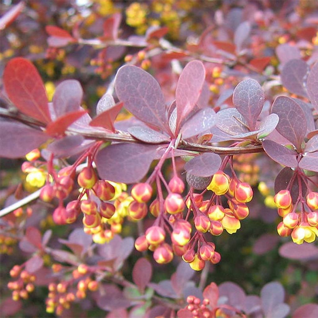 Berberis ottawensis Superba - Crespino