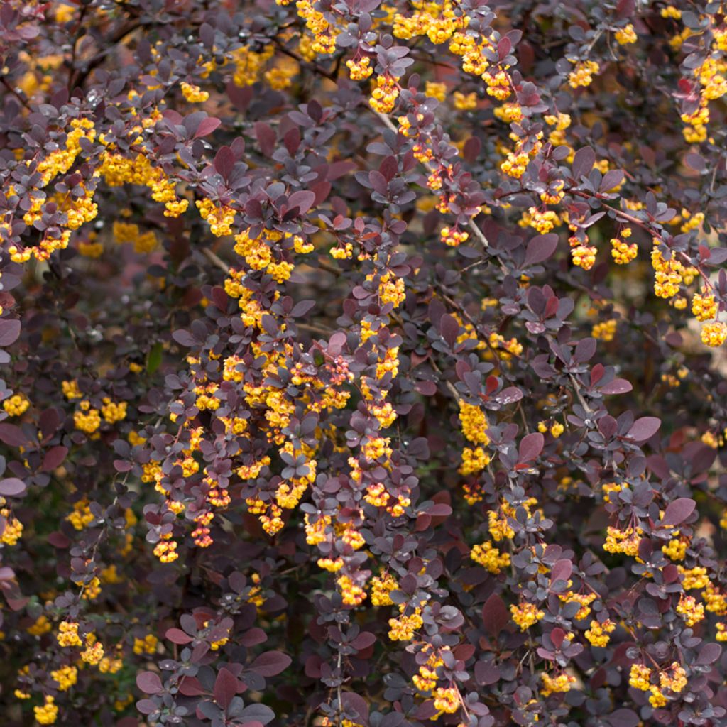 Berberis ottawensis Superba - Crespino