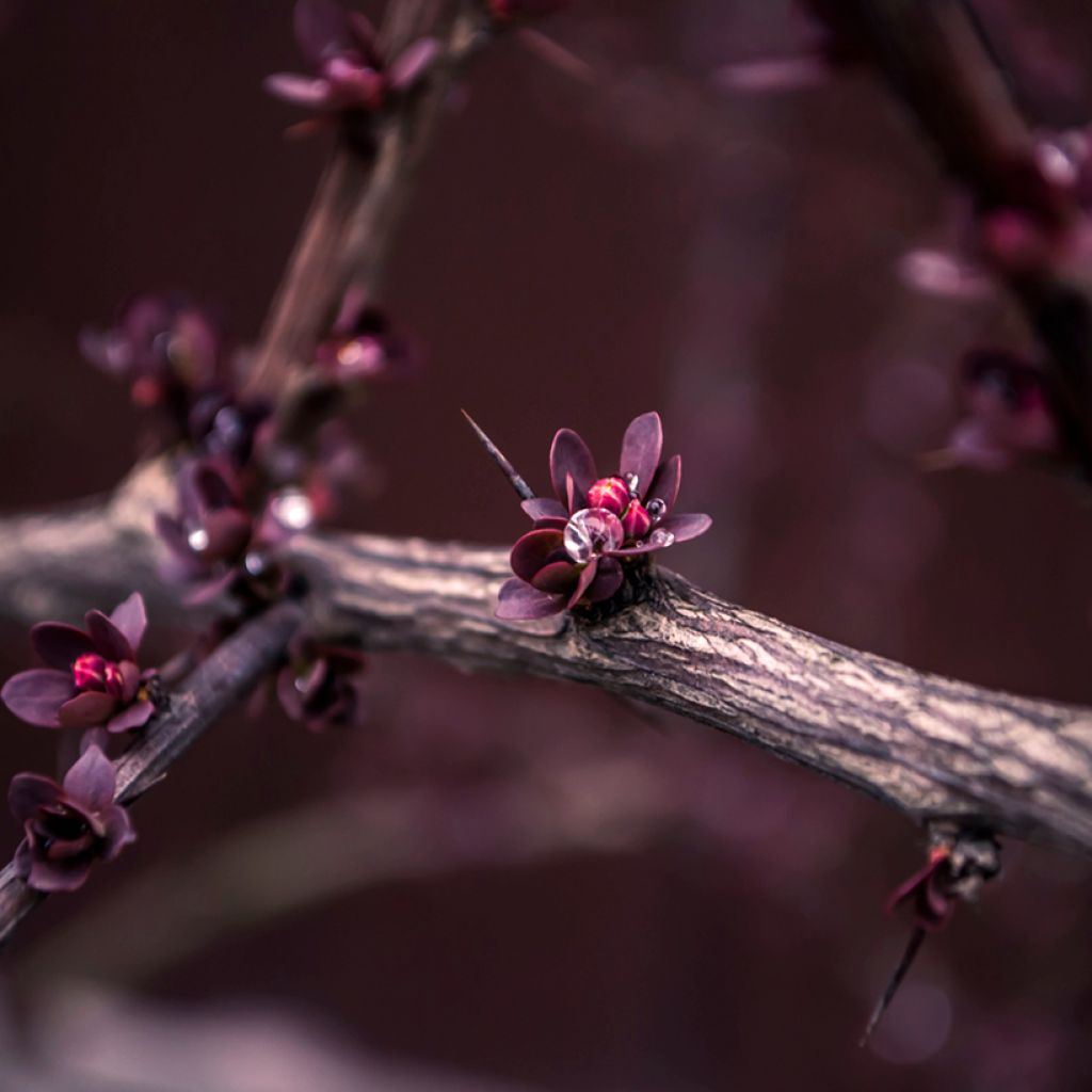 Berberis ottawensis Superba - Crespino