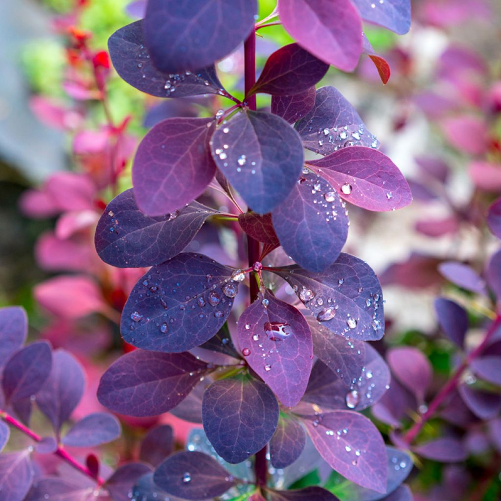 Berberis ottawensis Superba - Crespino