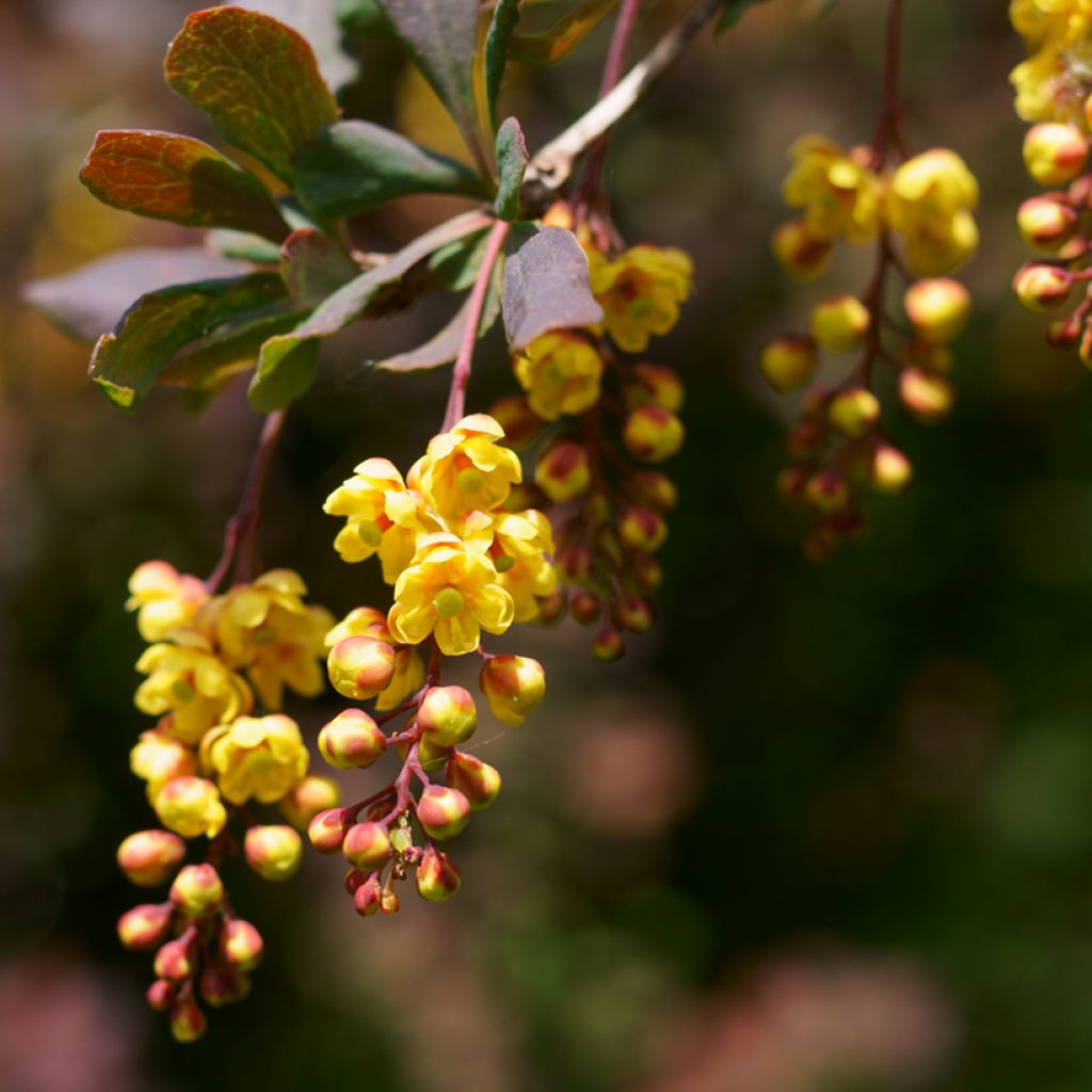 Berberis ottawensis Superba - Crespino