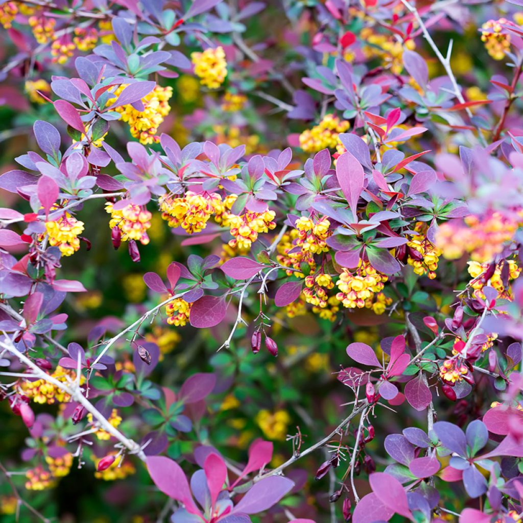 Berberis ottawensis Superba - Crespino