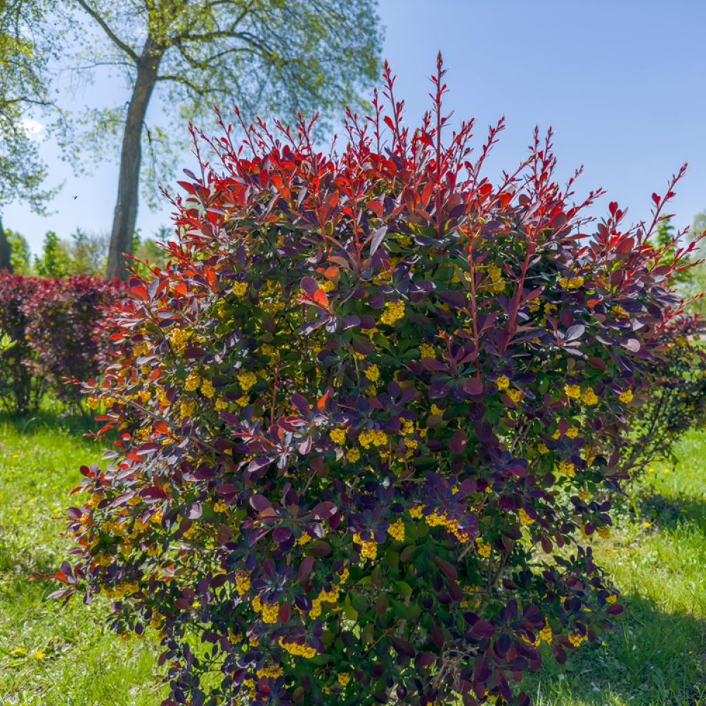 Berberis ottawensis Superba - Crespino